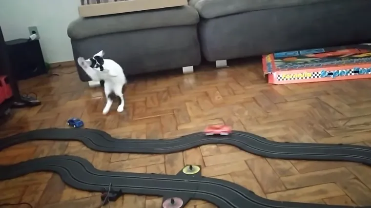 Vlasnik ju je izbezumio autićem, a njezina reakcija je neprocjenjiva