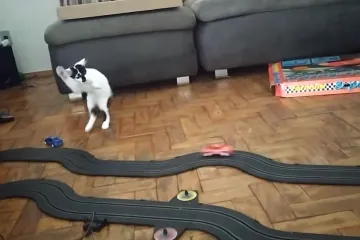 Vlasnik ju je izbezumio autićem, a njezina reakcija je neprocjenjiva