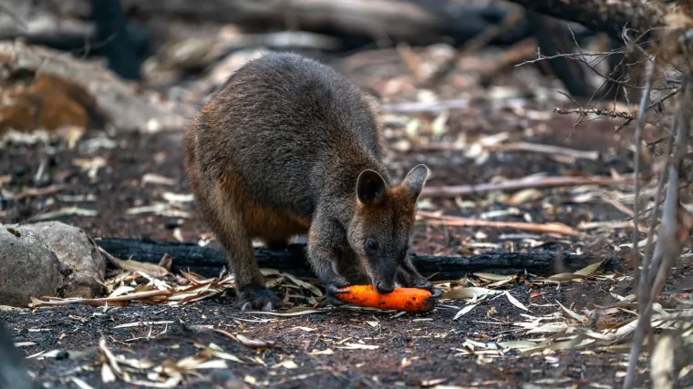 Mnogi se nadaju da će barem usporiti požare koji gutaju zemlju