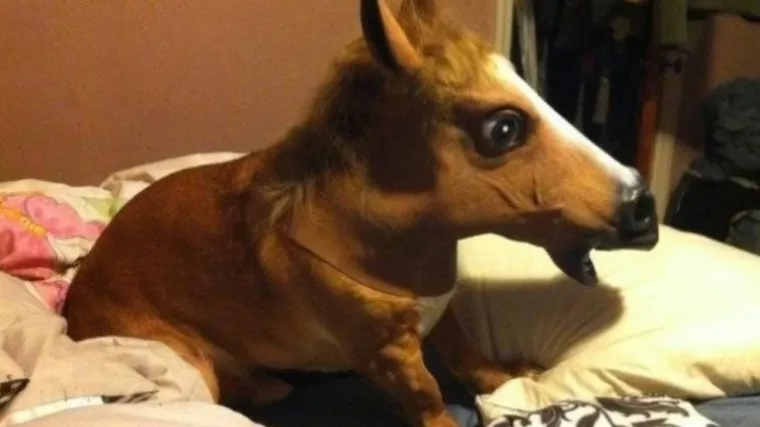 Iznenađenjeee! Kod kuće nas zaista sva&scaron;ta može dočekati