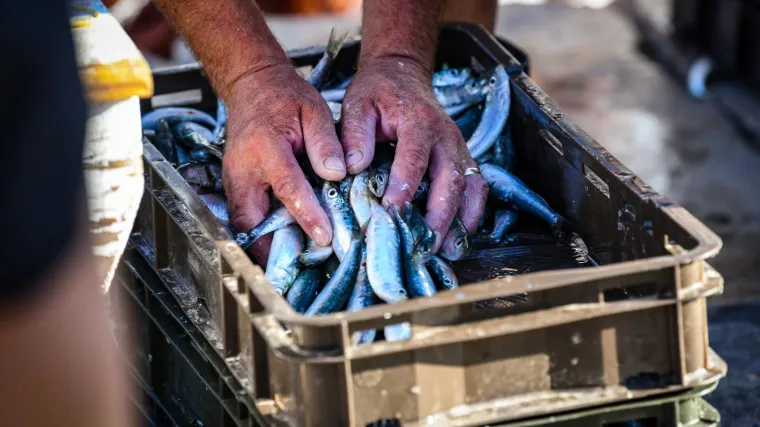 Postižemo vi&scaron;e cijene zbog svježine i brzog plasmana: 'Hrvatsku ribu svi smatraju visokokvalitetnom'