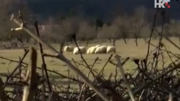 Vukovi hodaju selom, spu&scaron;taju se i do kuća. Mladić ih sreo u &scaron;etnji i pobjegao glavom bez obzira