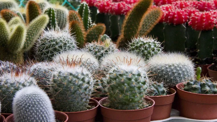 Mini kaktusi vrste: Ukrasite svoj dom neodoljivim kaktusima