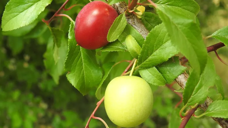 Zerdelija voće koje raste u srednjem, južnom i istočnom Tajvanu