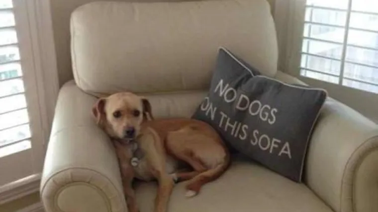 OBJAVILI PRIZORE PRAVIH MALIH GADOVA: Neki kućni ljubimci stvarno su prepredeni, a drugi izazivaju kaos