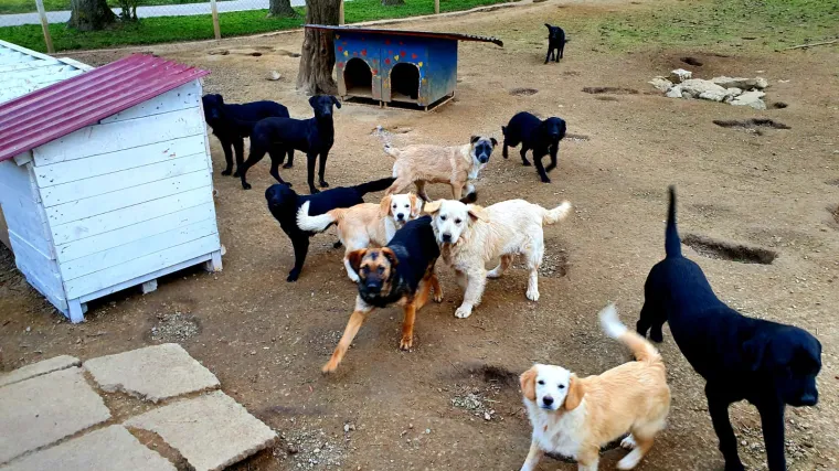 Uspje&scaron;na akcija: Sve ove predivne životinje dobile su hranu, deke, zdjelice, ogrlice...