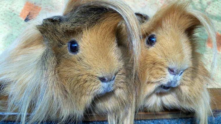 Dugodlaki zamorac kao kućni ljubimac