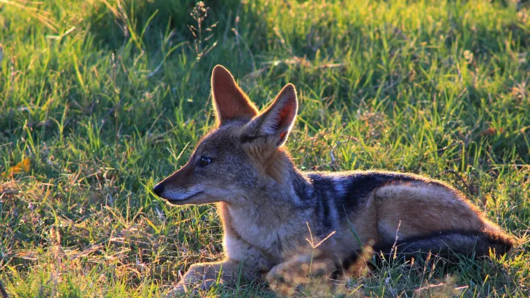 Znate li kakva je životinja crnoleđi čagalj i gdje obitava?
