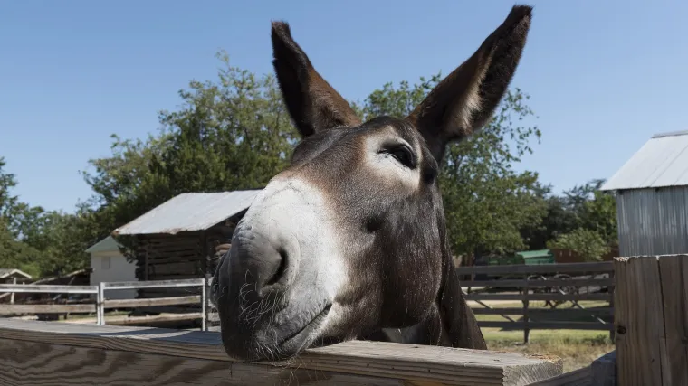 Znate li kakva je mula životinja?