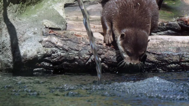 Vidra kao kućni ljubimac