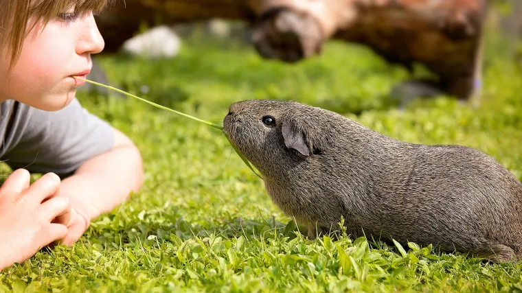 Razlika između hrčka i zamorca
