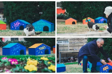 FOTO Splitsko kazalište sagradilo neodoljivo POS naselje za mačke: 'Dom za mace s kazališne pjace'