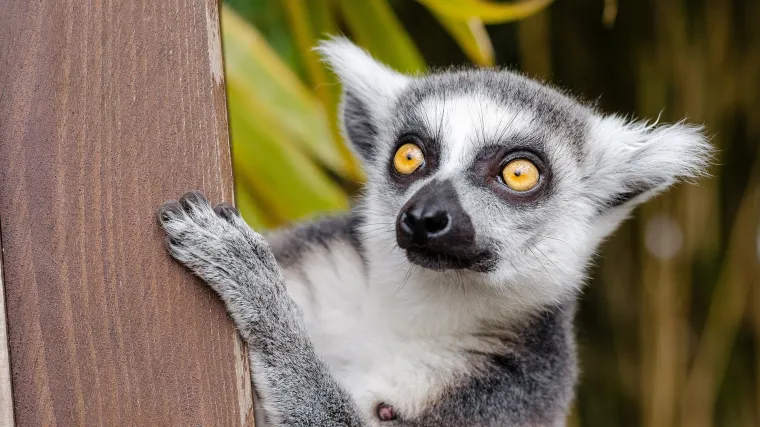 Znate li kakva je životinja mi&scaron;ji lemur?