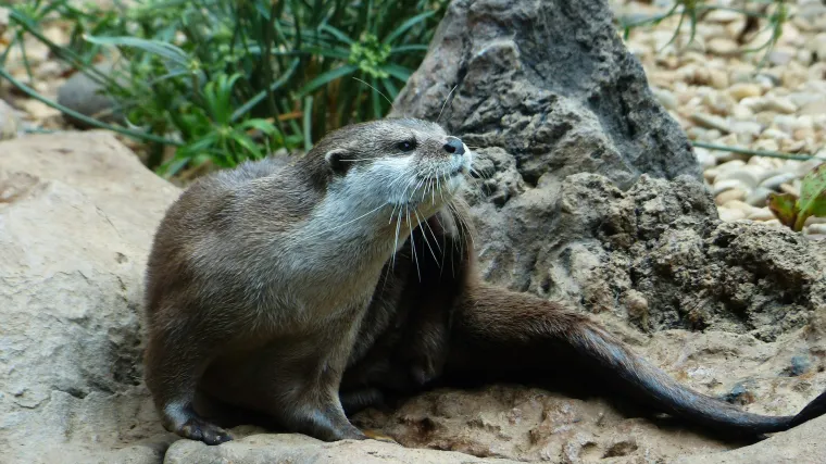 Azijska patuljasta vidra