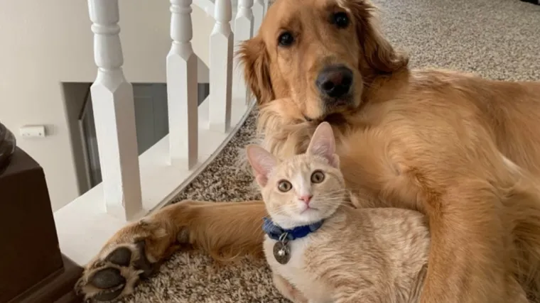 Nevjerojatne priče: Ove životinje imaju ljubavi za cijeli svijet!