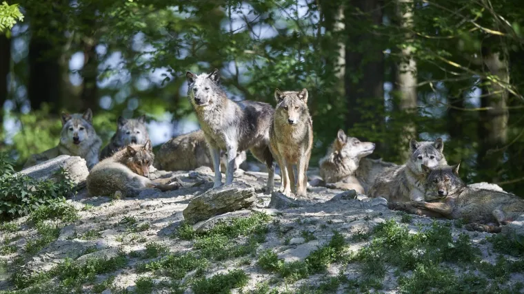 'S njima nema opu&scaron;tanja, stalno ih noću čujemo'