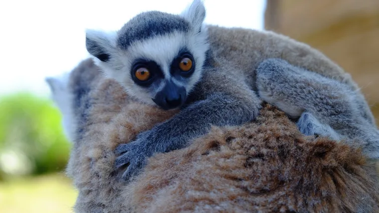 Madagaskarski prsta&scaron; - koliko vam je poznata ova životinja?