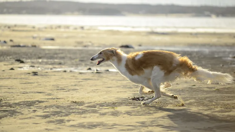Ruski hrt - Hrt posebno gracioznog držanja