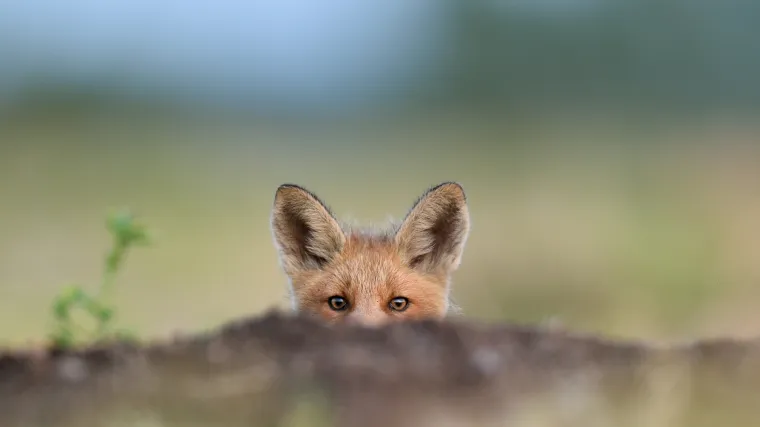 Nekoliko zanimljivosti o lisici