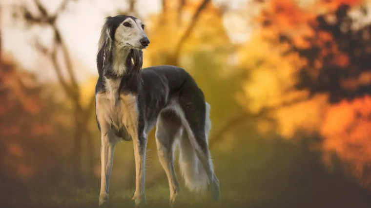 Perzijski hrt ili Saluki pas