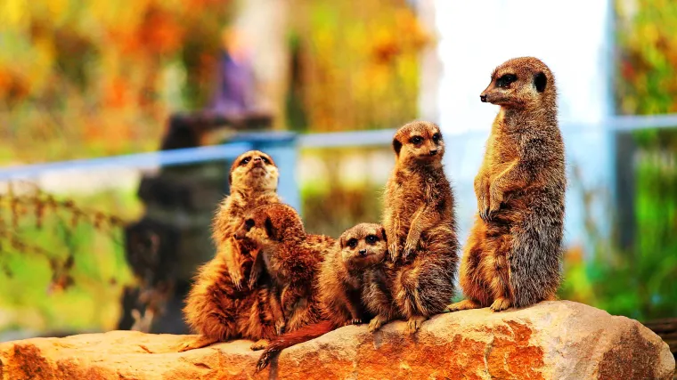 Koliko znate o životinji zvanoj žuti mungos?