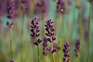 Karakteristike biljke zvane egipatska lavanda?