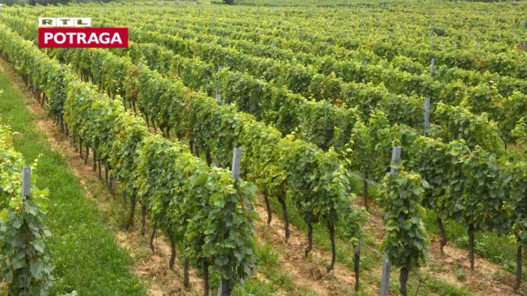 Sadnja mladog vinograda - Savjeti za sadnju vinograda