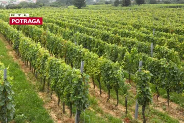 Sadnja mladog vinograda - Savjeti za sadnju vinograda