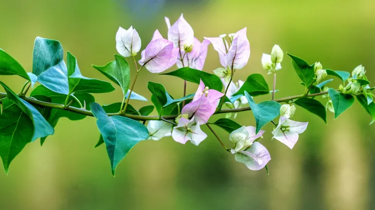Kako i kada se izvodi orezivanje bugenvilije?