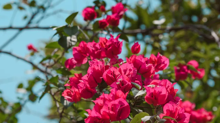 Da li je moguć uzgoj bugenvilija u tegli?