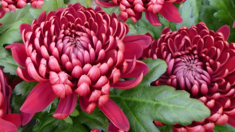 Jesenska ruža ukras je u hladnim danima