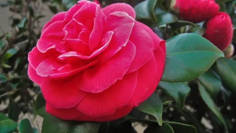 Zimska kamelija  - Koliko poznajete zimsku kameliju?