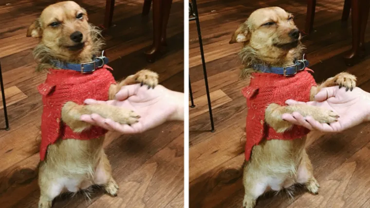 Urnebesni slučajevi: Kućni ljubimci pojma nemaju &scaron;to znači 'osobni prostor'