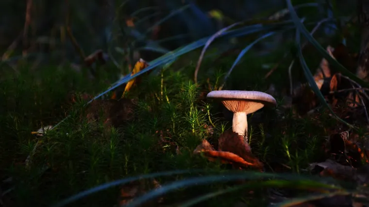 Na černobilskom reaktoru pronašli vrstu koja se hrani radijacijom