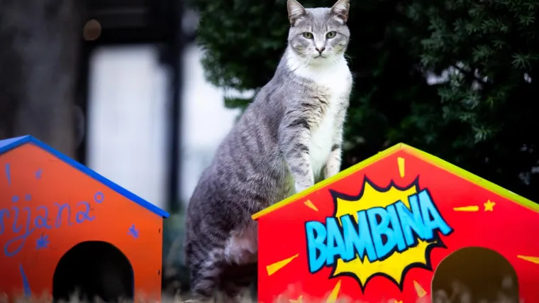 Sretne splitske mace dobile kućice da lak&scaron;e prežive zimu: 'Imaju i dekice tako da im bude lijepo'