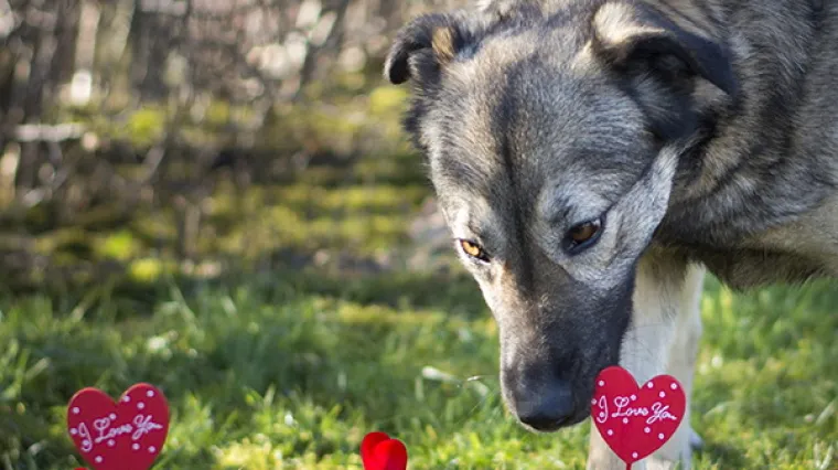 Mjesto za bezuvjetnu ljubav i najbolji spoj za Valentinovo