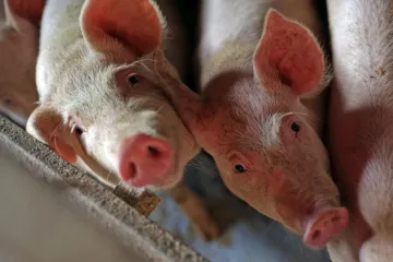 Nezapamćena navala: Prodaju se praščići stari samo tjedan dana, kupci za cijenu ne pitaju