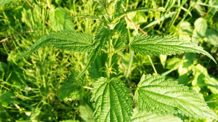 Što je to koprivina grinja?