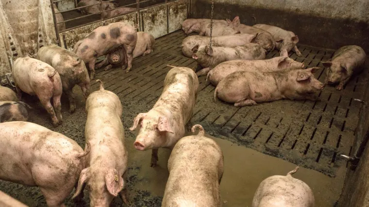 Nestašica prasadi izazvala pomamu na društvenim mrežama: 'Odakle si? Koliko imaš? Ostavi, stižem po njih'