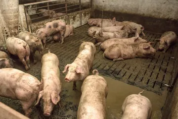 Nestašica prasadi izazvala pomamu na društvenim mrežama: 'Odakle si? Koliko imaš? Ostavi, stižem po njih'