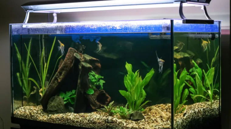 Vrste mahovina u terariju