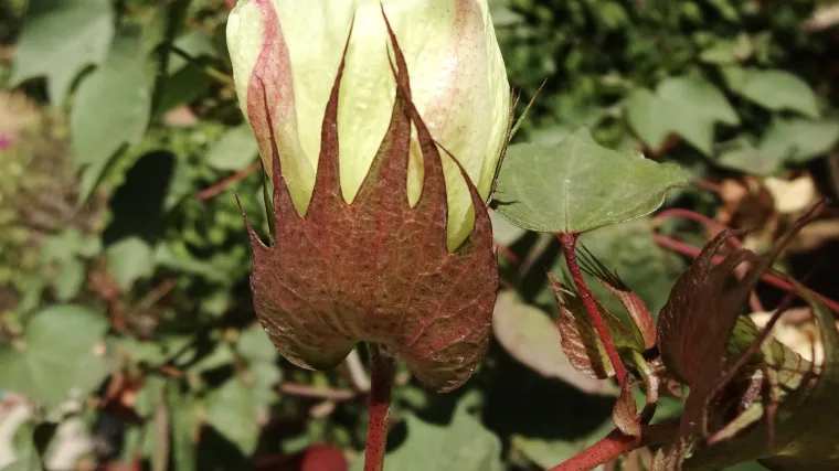 Znate li kako izgleda cvijet pamuka?