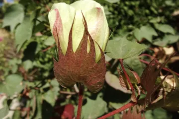 Znate li kako izgleda cvijet pamuka?