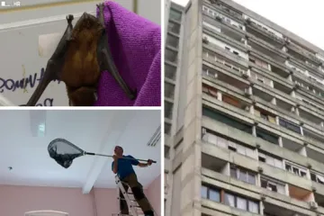 Jedni na balkonu našli njih 17, stručnjaci upozoravaju što raditi ako zalutaju na vaš