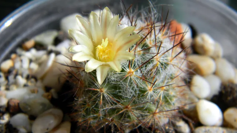 Koje su najbolje male sobne biljke?