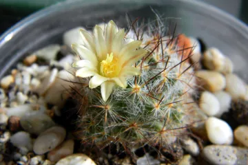 Koje su najbolje male sobne biljke?