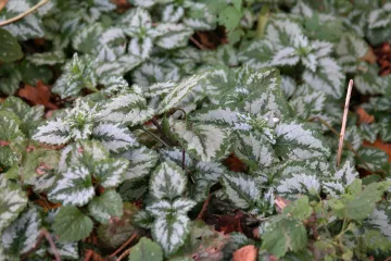Bijela mrtva kopriva - biljka koju nalazimo posvuda