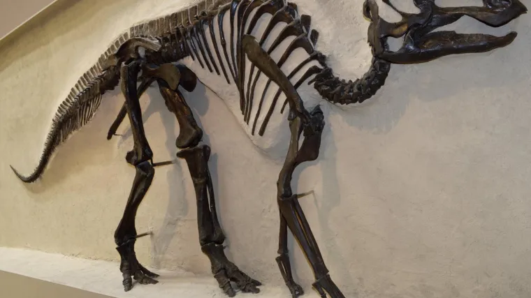 U ostacima dinosaura starog 66 milijuna godina pronašli bolest koja i danas pogađa ljude