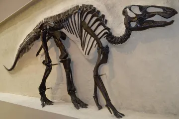 U ostacima dinosaura starog 66 milijuna godina pronašli bolest koja i danas pogađa ljude