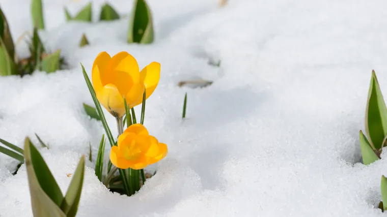 Visoke temperature obilježile dalmatinsku zimu i zabrinule poljoprivrednike: 'Bit će kritično'